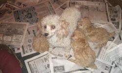 I have 1 male TOY POODLE CKC Registered puppie to sell. He has had his first set of shots and regular worming. He is an Apricot/tan color, NON=SHEDDING, great for people with allergies. We call him BRANDO he is happy and healthy, and loves everyone.