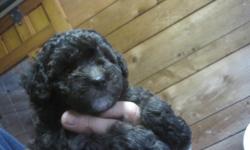 I have a new litter of TOY POODLE puppies that are ready for their new homes.&nbsp; There is 1 cream female,&nbsp; 1 female that is turning silver,&nbsp; 1 female that is black and 1 male that&nbsp;is black with&nbsp;some white.&nbsp; The puppies have had