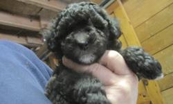 I have a new litter of TOY POODLE puppies that are ready for new homes.&nbsp; They have had their first set of shots, regular worming and CKC Registration.&nbsp; There is 1 cream female, 1 female that is turning silver, 1 black female and 1 black male