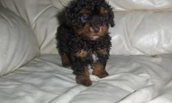 toy poodle puppies, up to date on shots, paper training, ckc reg, males $250ea - females $300ea, www.freewebs.com/cindysbirds , 561-688-3411