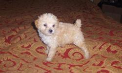 toy poodle puppies, ckc reg, males and females available, first shots, 6 month health guarantee, parents on the premises, males $250 ea - females $300ea, 205-661-9050, www.freewebs.com/cindysbirds
