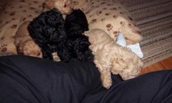 5 toy poodle puppies. They are six weeks old and ready to find new homes.