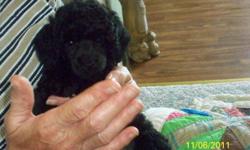 a beautiful balck male toy poodle for sale. has first shots, CKC reg. father is white (AKC/CKC) w/champion bloodline in background mother is dark chocolate. both parents are about 8 lbs and 8 inches tall. he is small. price $200. cash for more information