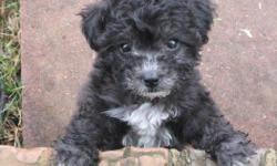 Adorable registered Toy Poodle puppies. Born 10/31/2010. Champion bloodlines. 3 males, currently black tuxedo, but will probably turn silver like their mother! Vaccinated, dewormed. Ready to go for Christmas!