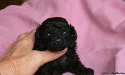 Beatuful toy poodles,go to my website www.wbpoodle.com for more information