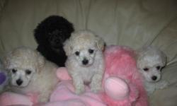 Precious 5 week old registered Toy Poodles-born 10/28; will be ready to go in one week. Mom and Dad on the premises. 2 black (M &F) and 1 one (F) Get one now just in time for Christmas. Call for pictures.