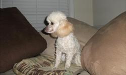 Two Male Toy Poodles.........one solid black 15 mths old, One cream/apricot 8 mts old both UTD shots/etc. AKC reg & CKC reg............Both are very sweet and friendly! Call 803 468-3979 or 803 468-8907