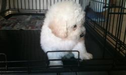 Poodle Puppy for sale. Male, White, very healthy, playfull and great with kids. Ready to go home. De-wormed and shots are up to date.