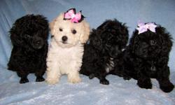 We have 2 litters of toy poodle puppies . Born April 8th. and April 12th. Males & Females . These little babies are 9 & 10 weeks old . The are AKC , come with papers . Tails done and dew claws removed . They have been wormed and have had their first shot.