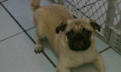 Small toy size pug puppy for sale in south fl. Our pugs for sale have all shots, health certificate, microchip, papers and comes with a free vet visit! Call (954)-452-8588 and visit www.yourpetcity.com for our puppies
