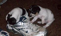 Pure bread Toy Rat Terrier pups for sale. Please e-mail thewatts6@yahoo.com or call 502-492-4551.