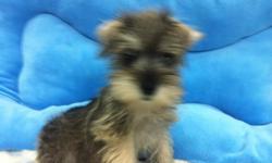 1 Male Salt and Pepper Toy Schnauzer born on 5-15-11. UTD on shots and comes with a health warranty.
*?* Credit Cards Accepted (Visa/MasterCard???)
** Financing Available (Please Inquire)
** Shipping Available
** ACA Registered
For More Info
Call/Text:
