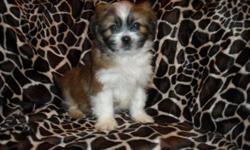 GORGOUS TINY SHIH TZU PUREBRED, MALE, SHOTS, WORMED, PAD TRAINED, KENNEL TRAINED, SOCIALIZED DAILY WITH FAMILY AND CHILDREN, RAISED HOME, READY TO GO, PUPPY COMES WITH TOYS, PADS, PURSE, T SHIRT, FOOD, AND HEALTH RECORDS, ASKING $500 ,WILL BE SMALL,