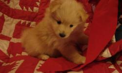 we have a cream male pomeranian puppy has had his first shot and routine prevention, he was born nov/10/10 . is sweet,playful,lovable puppy please call (318)707-2693 for information on him we r located north of shreveport,la @45 miles.
