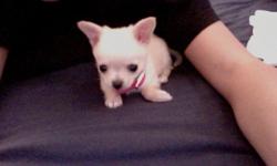 Beautiful, absolutely adorable white female pomeranian chihuahua puppy
8 weeks old - fits in hand (very tiny-- so cute!)
Very smart, healthy, potty trained, playful, good with people/children and very lovable :)
comes with food, treats, brand new toys,