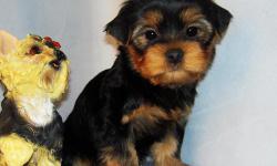 Ebony is a female toy size yorkie. She was born in 4/5/2011. She got vaccined and dewormed upto date, CKC registered. She is going to grow up to 5~6 lbs when she gets full grown size. She has adorable baby face, compact body, very loving, playful, comes