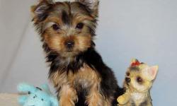 Jupiter is absolutely darling female toy size yorkie. She was born in 04/13/2011. She got vaccined and dewormed upto date, CKC registered. She is going to grow up to 5 lbs when she gets full grown size. She has adorable baby face, compact body, very