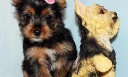 Ginger is absolutely darling female toy size Yorkie puppy. She was born in 10/10/2012. She got vaccinated and dewormed up to date. She is registered with CKC. She is going to grow up to 5~6 lbs when she gets full grown size. She has adorable baby face,