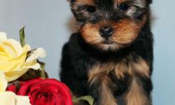 Joslyn is absolutely darling female toy size Yorkie puppy. She was born in 10/29/2012. She got vaccinated and dewormed up to date. She is registered with CKC. She is going to grow up to 4 to 5 lbs when she gets full grown size. She has adorable baby face,