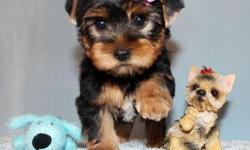 Kera is absolutely darling female toy size Yorkie puppy. She was born in 10/29/2012. She got vaccinated and dewormed up to date. She is registered with CKC. She is going to grow up to 4 to 5 lbs when she gets full grown size. She has adorable baby face,