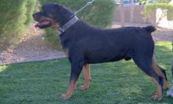 Sire: Thor Lewis Lang
http://www.pedigreedatabase.com/rottweiler/dog.html?id=864405
Dam: Chardonay Lewis Lang
http://www.pedigreedatabase.com/rottweiler/dog.html?id=864503
I have 1 male and 1 female pups left plus one parent all are AKC. I am selling them