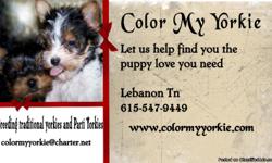 I have Traditional and Parti Color Yorkie pups ready for their forever homes. Raised in my home and vet cared for. I do not use kennels or cages. These Beautiful babies can be seen on my webpage at www.colormyyorkie.com. All are AKC & CKC registered.