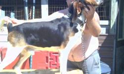 3 yr old walker male trees own coon, nice hound, loud mouth, no trash. Sackett Jr bred
Location Indiana