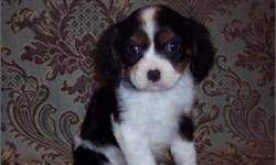 1 Male Cavalier King Charles Spaniel born on 10-31-10. UTD on all shots and comes with a health warranty.
~ Microchipped
CHECKS AND CREDIT CARDS ACCEPTED!
For More Info
Call: 414-418-6073