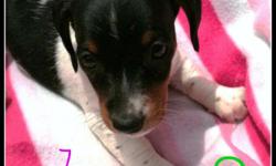 Zoey Tri colored pie bald Mini Dachshund puppies. She is playful and sweet and have been handled by the kids and have been around the other dogs and cats. She is paper training and kennel training. She is the cutest furr baby. I love to watch her play and
