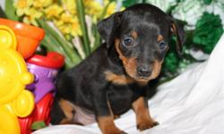 Cute tiny male Mini Pinscher ready for a home of it's own on 03/29/2011. The puppy was Vet checked and comes with a health guarantee and certificate. De-wormed also. Please call