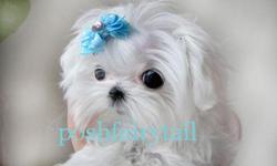 Eve
Female Maltese; Dec 3, 2010
Selling Price: $6,000
Eve is such a little princess. She is going to be about 2 to 2 1/2Â½ pounds full grown. She has a short compact body, adorable baby doll face, strong black points and with gorgeous large eyes. She also
