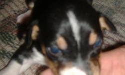 Tuxie is a female rat terrier just 2 weeks old. She was born on 1/17/11 and has just opened her eyes and had her first worming. She is a tri color tuxedo type A. Her dam is a tri color natural bob tail tuxedo type B. Her sire is a type A mini tri color