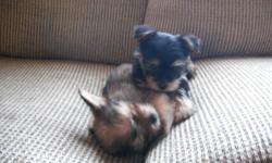 The puppys dad is a small yorke. The mom is a shih-tzu. We call tham yorke-zu's. The puppys&nbsp;are 59 day's old.&nbsp;To a GOOD home!!!!!!! If you live far way We will need your Name phone number &&nbsp;a picture of you!!!