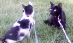 I have 2 wonderful kittens they are both 5 mo. old one female (oreo cookie) she is black and white with med to long hair. one male her brother (max) is mostly black with a white spot on his belly and a few white hairs throughout his body and the greenest