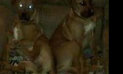 I have two female pups 6 months old. They are boxadors ( boxer/lab mix) they have more the boxer in them. They are brown and weigh around 30-35 lbs. They are not very big and I do not think they will get much taller. They are sisters and I would love to