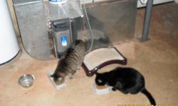 Two neutered adult male cats, approximately 10 years of age.&nbsp; Bumpus is striped and Squeeker is solid black - they are from same litter.&nbsp; They are indoor cats and love people.&nbsp; Also have a cat carrier for them.&nbsp; Can't keep them anymore