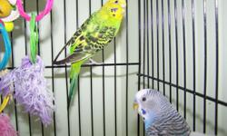 Two very playful canaries. One blue male and yellow female. They come with everything that the two birds need, including: cage, several toys, food, nest and more.