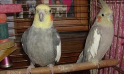 These two birds are kept together in the same cage,Very pretty colors,yellow orange,and white.They are not handled,so they are a little skidish.One is a male,and one is a female.They are about 2 years old.The males name is Lucy,and he can sing the tune to