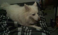 We have two dogs, one a mini american eskimo and mini eskimo/husky. They are 3 and 4 years old. Trained to go to the bathroom outside. They are very cute and loveable. They love to cuddle and listen to their owner. They get along great together also. The