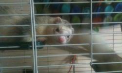 We have two one year old Ferrets that we are trying to find a new home for. They are brothers and have been together their whole lives so they cannot be split up. They come with a cage and accessories and lots of love!! They are two fun little boys who