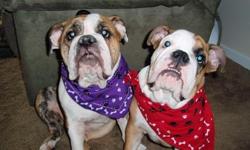One male and one female English bulldog, AKC, very nice just have no time with new baby and two full time working parents. dogs deserve great homes with families to play with. Great bloodlines and housebroke. Call for more info on either of them. The