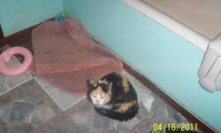 We Have two adult cats one female and one male. The female is a calico cat that is 5 years old she is not fixed she recently just had her second set of kittens who are fully weened now. She is friendly but is a typical calico and does what she wants and