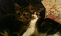Two sixth month old kittens ffree to a good home. Kittens are playful, loving, and great with children.