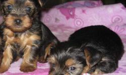 Two gorgeous yorkie puppies for adoption,,Male and Female.They come with full AKC Registration.They are ready to become your life campanion Our yorkies are socialized with children and other animals. These puppies are house raised with our children and