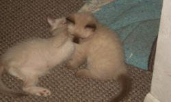Siamese Kitten pair, brother and sister, looking for new home together. Will NOT place separately. We have been calling them Koko and Yum-Yum from the Cat Who Mystery Series. You can of coarse rename them.
They where born on April 16th and are 12 weeks