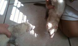 Both are extremly friendly and very tamed. They both play GREAT with children. Male's name is Reggie Bush and he is white and brownish tan. He will be 2 in August. He is very active and loves for you to play with him. The Females name is Regina and she is
