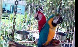 one red and green winged macaw with large cage, large vocabulary, somewhat friendly, more friendly out of cage than in, but can get into cage without problems for care...
one blue and gold macaw with large cage, large vocabulary, very clever.... somewhat