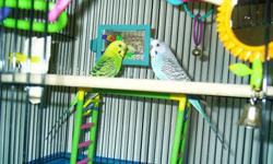 One is green with yellow trim and the other one is blue. We plan to keep their cage, and supplies, so bring something to take them home in. Call 989 3131564 or 989 3872476