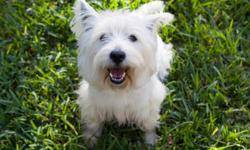 I have 2 precious purebred west highland white terriers that I am needing to rehome. &nbsp;They are both fixed. &nbsp;I got both as puppies. &nbsp;Odin, the male is 7 years old and I paid 700 for him. &nbsp;Fiona, the famale is 5 and I paid 500 for her.