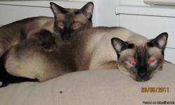 I have two Beautiful Purebread Siamese cats who need a loving home. A 7yrold Fixed&nbsp;Female Seal Point Sealya May Fizzle and a 5yrold Fixed Male Chocolate Samuel Laurence Silver. Both are extreamly loving and friendly. They are baby safe and dog